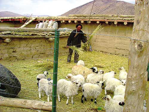 Dargye is feeding sheep in a pen.