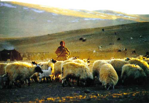 Gelzang Wangdu on the rangeland.Photo by Jogod.