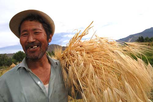 Tibetan farmers are enjoying the harvest.