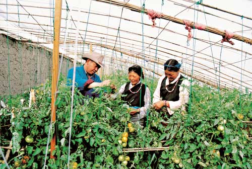 Tomato-growing green house in Bainang County. By Yang Yaming