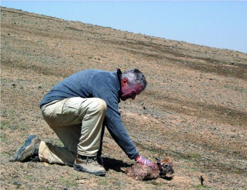 George B. Schaller and baby antelopes.  Photo by Cai Xinwu