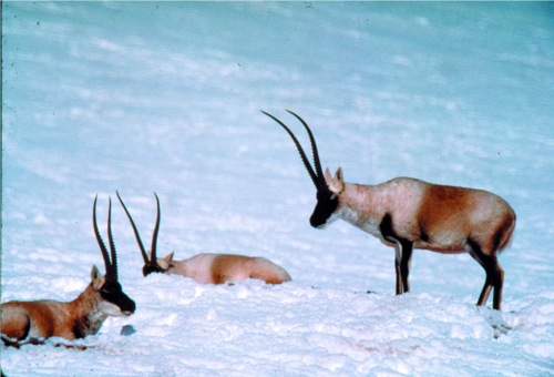 Tibetan antelopes.